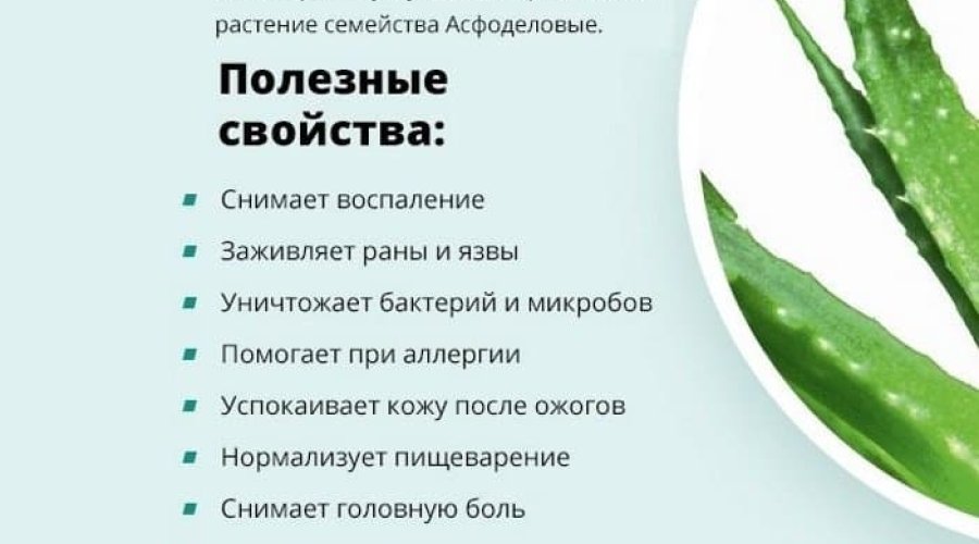 Алоэ для похудения: полезные свойства и эффективность