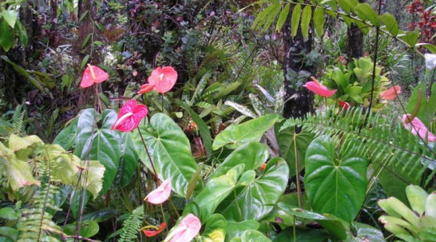 Антуриум — тропическая экзотика в городской квартире