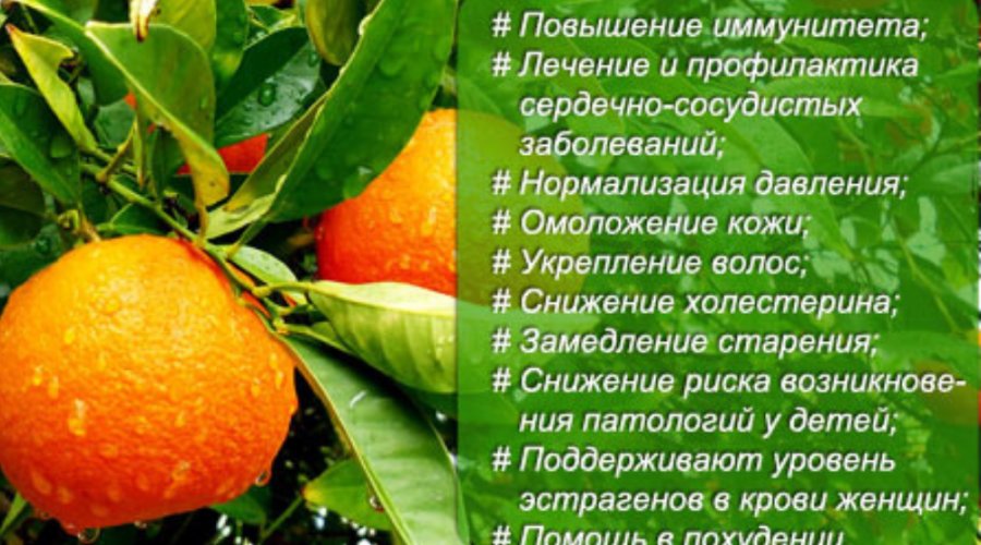 Апельсины — польза и вред для здоровья