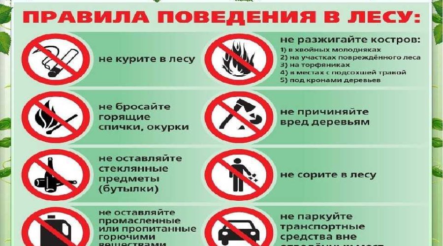 Безопасный отдых в лесу: правила безопасности и советы