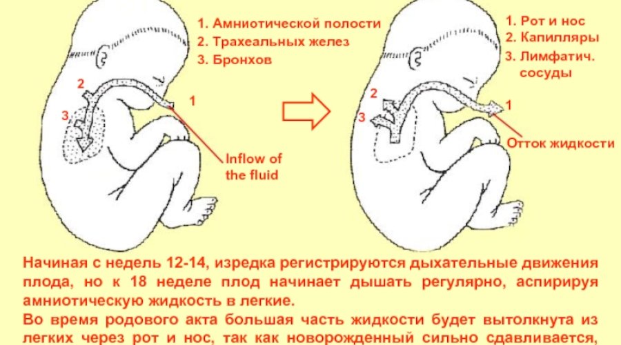 Дыхательная система плода: как ребенок дышит во время беременности