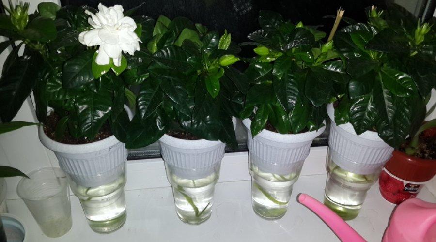 Гардения: выращивание оранжерейного цветка в домашних условиях