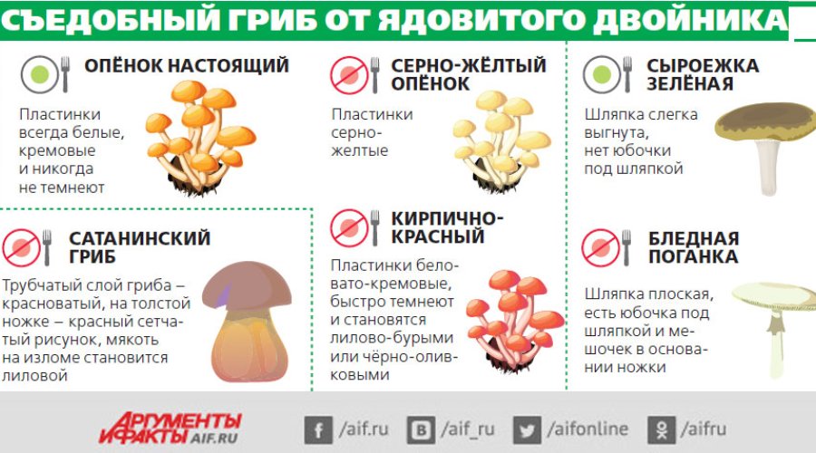 Грибы при беременности: безопасность и рекомендации