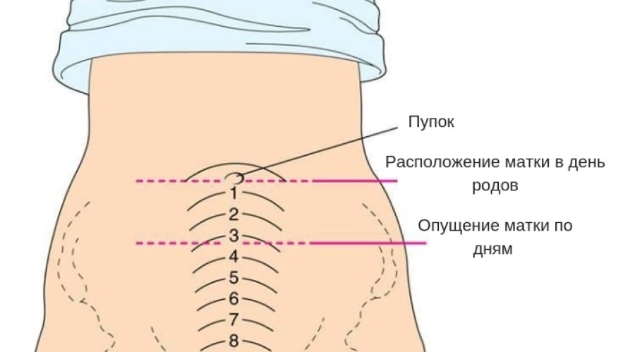 Как быстро сократить матку после родов