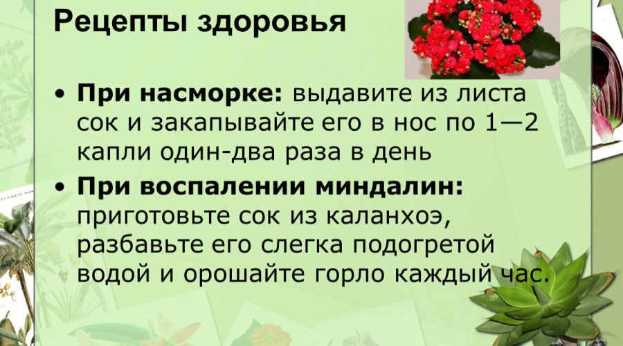 Как правильно капать каланхоэ в нос у ребенка: пошаговая инструкция