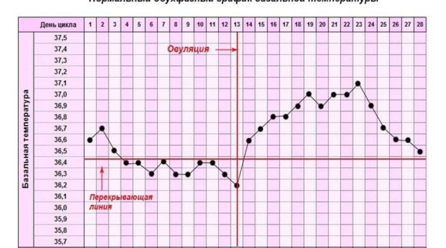 Как составить график базальной температуры во время беременности