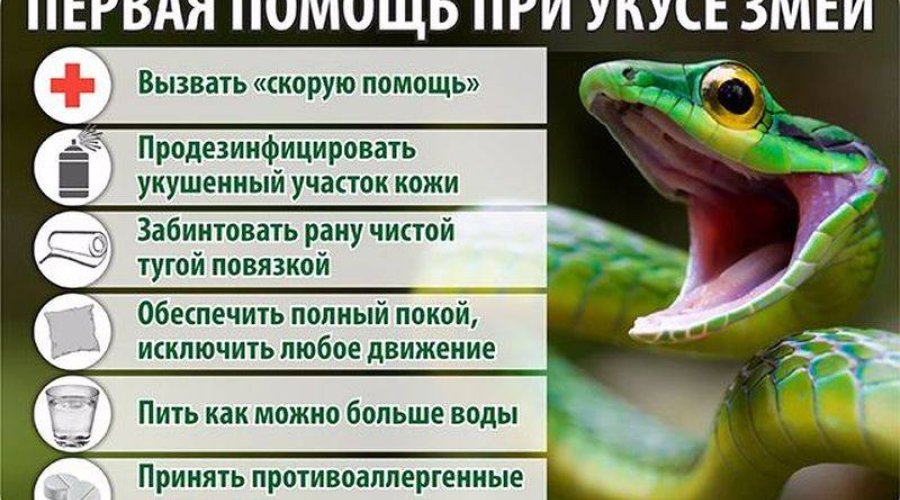 Как выглядят опасные змеи России и мира? Первая помощь при укусе