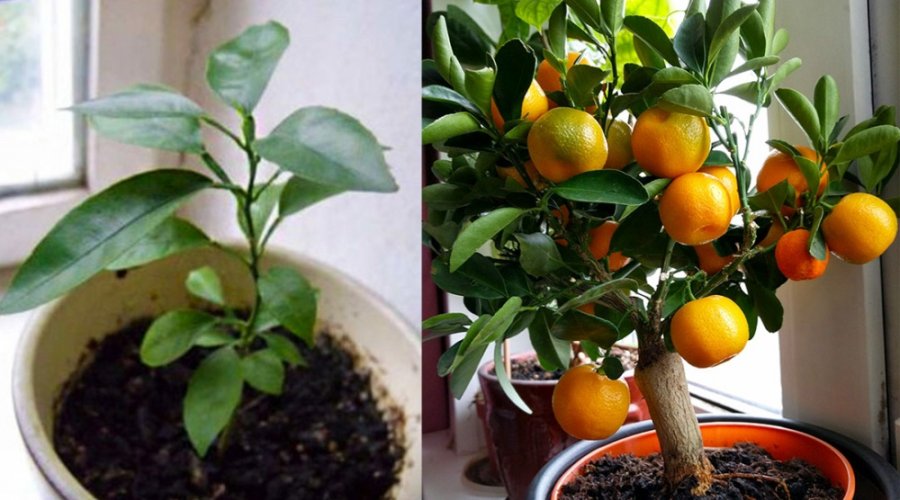 Как вырастить мандарин из косточки: пошаговая инструкция для создания собственного цитрусового райа