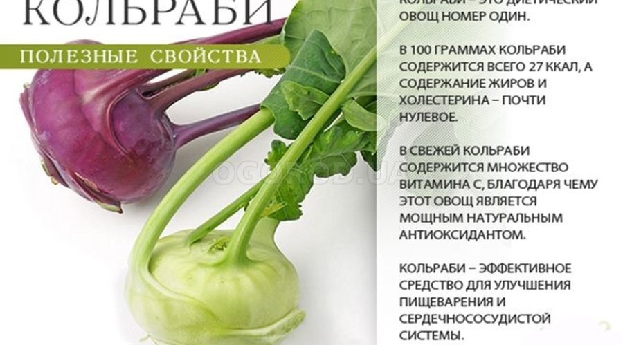 Капуста кольраби: свойства, польза, рецепты