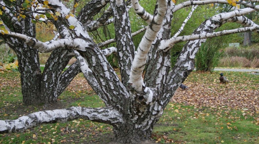 Карельская берёза: дерево с «дефектами», ставшее одним из самых дорогих в мире