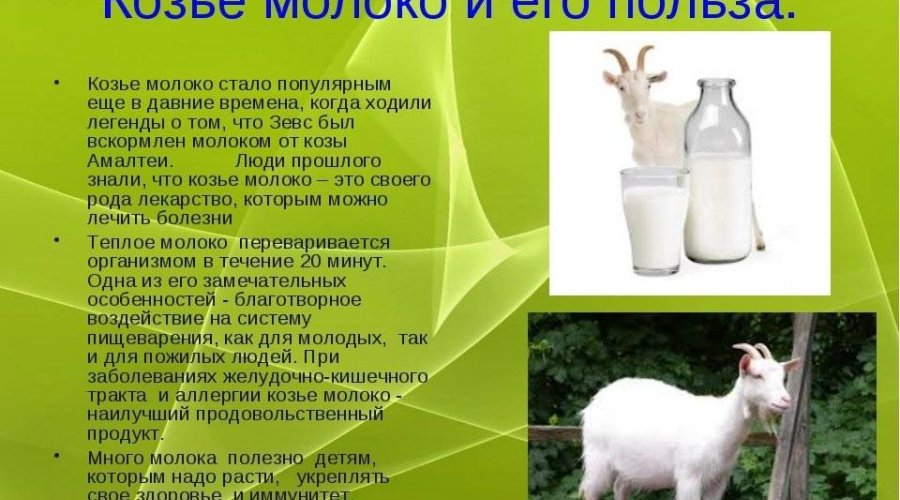 Козье молоко — полезный продукт для женщин и детей