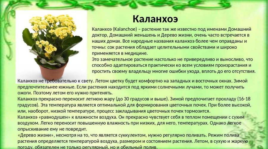 Красота и уют без хлопот — секреты ухода за каланхоэ для восхитительного результата