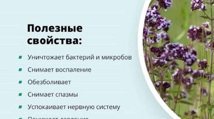 Лечебные свойства и противопоказания душицы для женщин