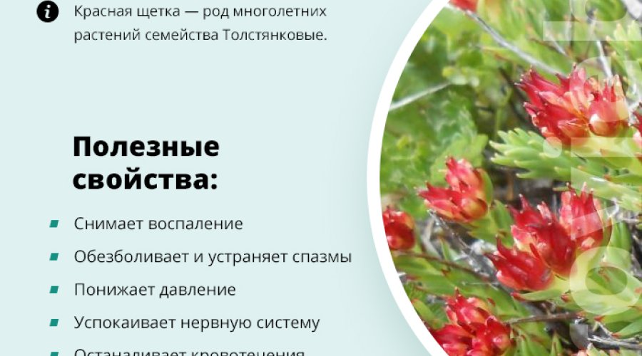 Лечебные свойства красной щетки для женщин: полезные свойства, способы использования, применение