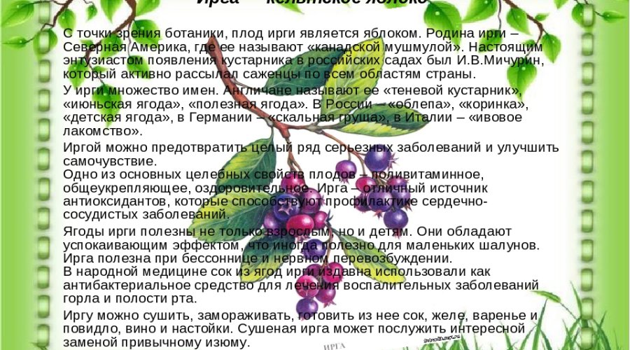 «Медовое яблочко» или ирга — полезные свойства малоизвестного растения