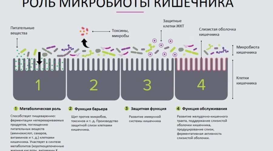 Микробиота кишечника: роль и функции в организме