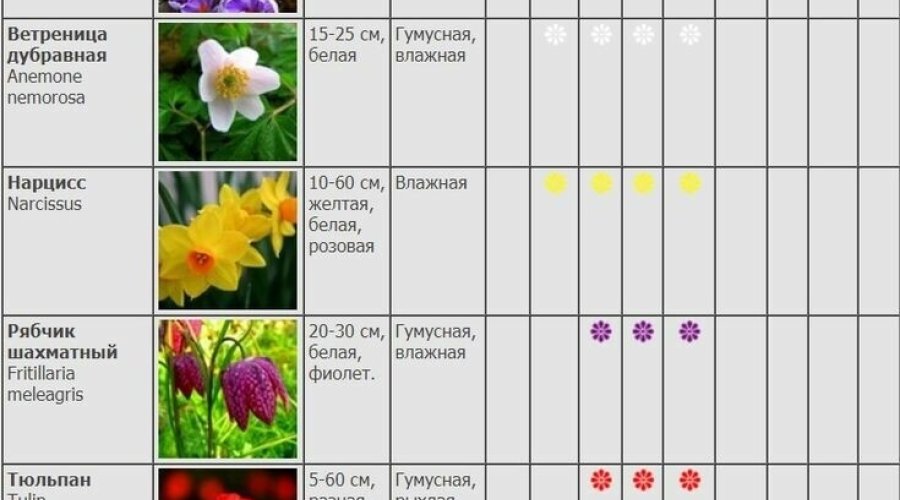 Многолетние цветы: 27 растений с весны по осень | Справочник по выбору и уходу