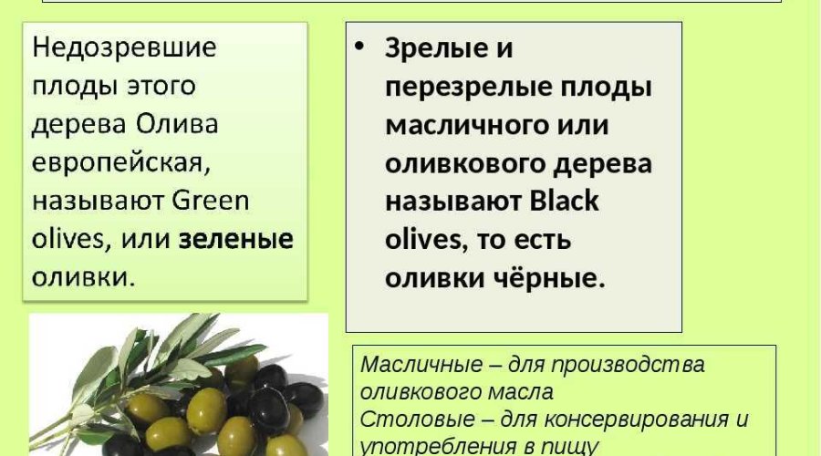 Оливки — польза и вред средиземноморских чудо-плодов