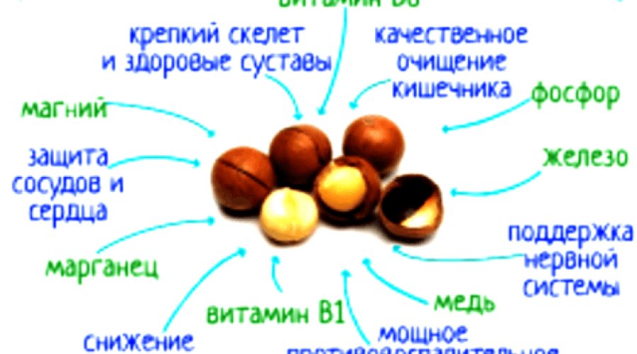 Орех макадамия – полезные свойства и возможный вред