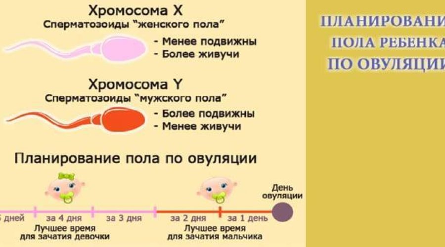 От чего зависит пол ребенка: факторы, влияющие на выбор мальчика или девочки