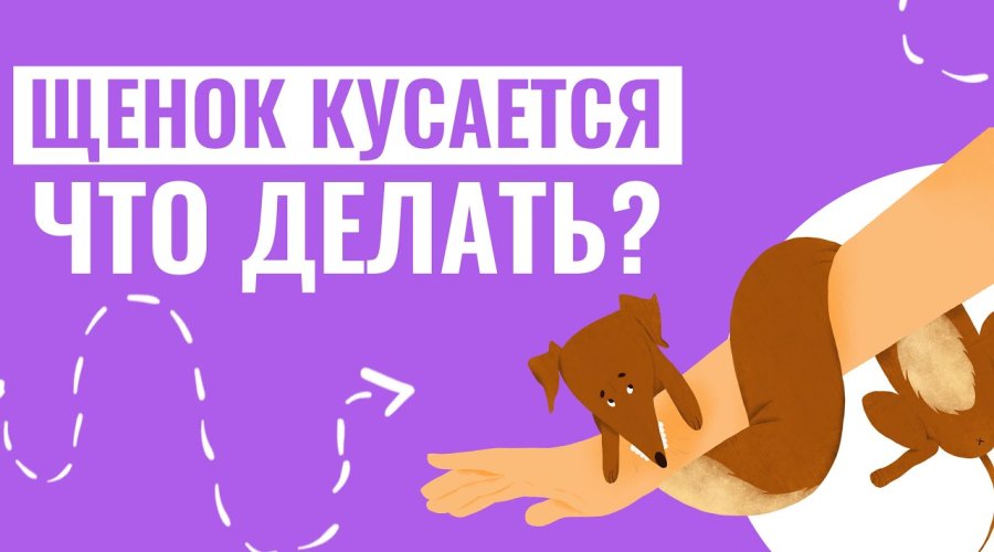 Отучаем щенка кусаться: 5 эффективных методов и полезные советы