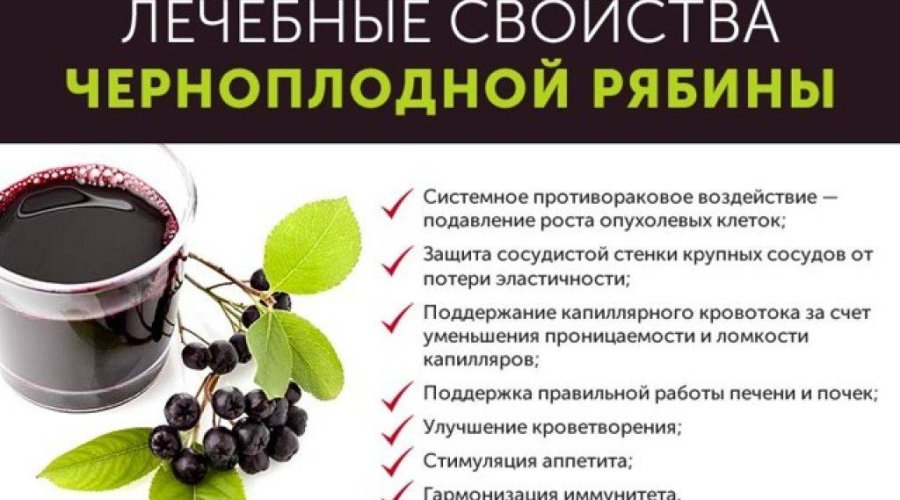 Полезные свойства черноплодной рябины: сила здоровья в каждом плоде