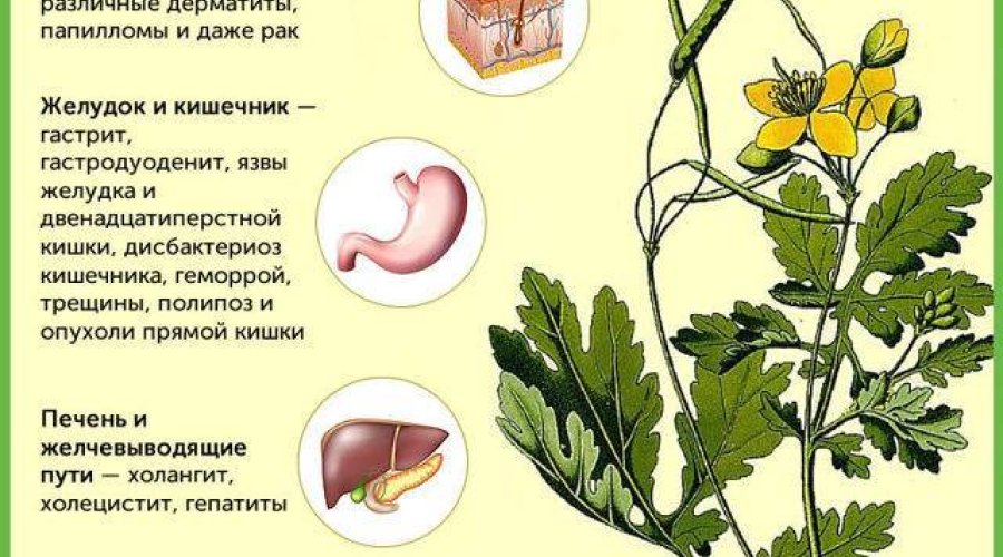 Полезные свойства и применение чистотела для лица