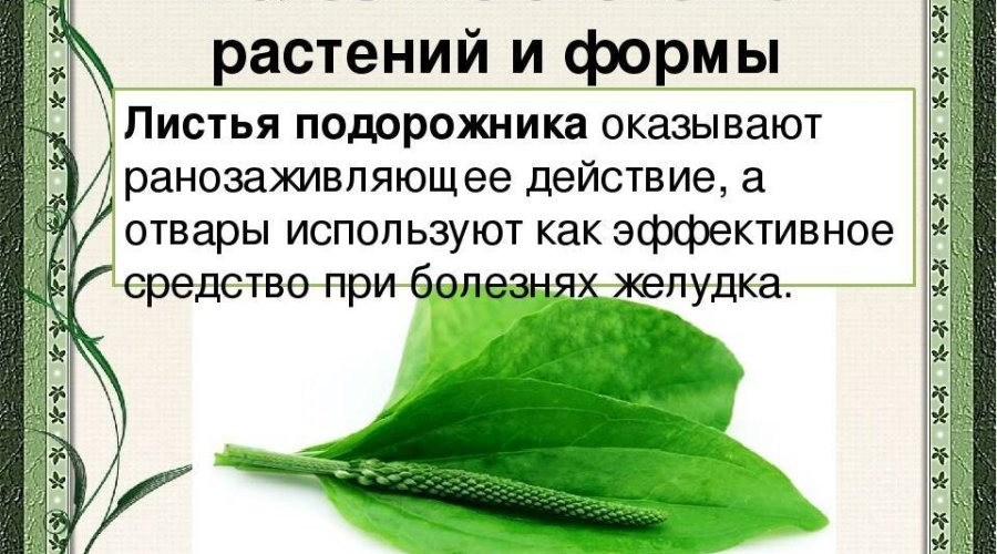 Полезные свойства подорожника для здоровья человека