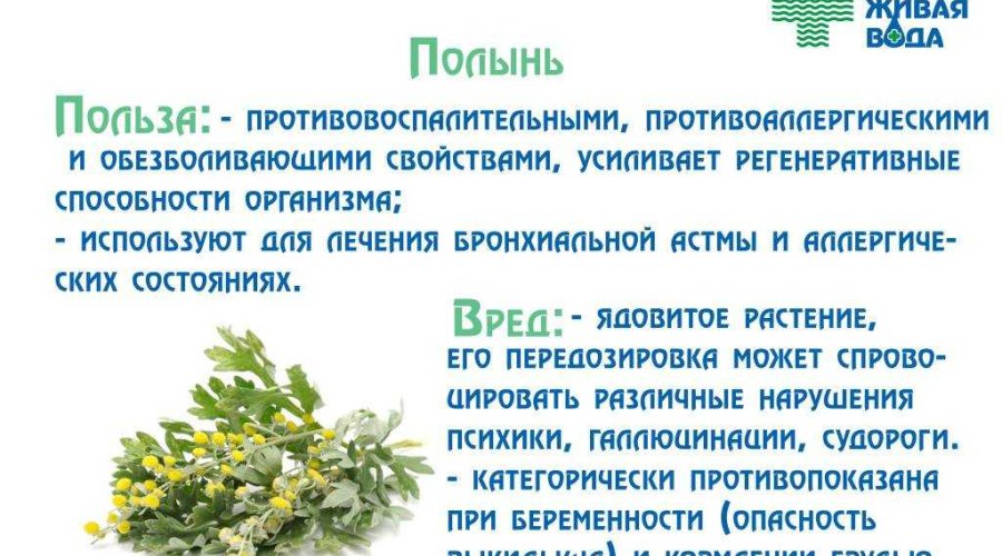 Польза полыни для женского здоровья: 5 полезных свойств