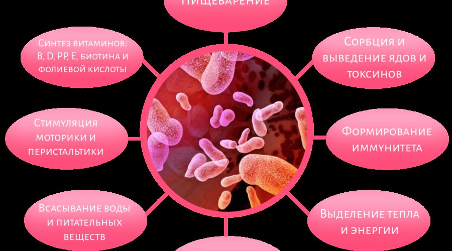 Пребиотики и пробиотики: важность поддержки микробиоты для здоровья