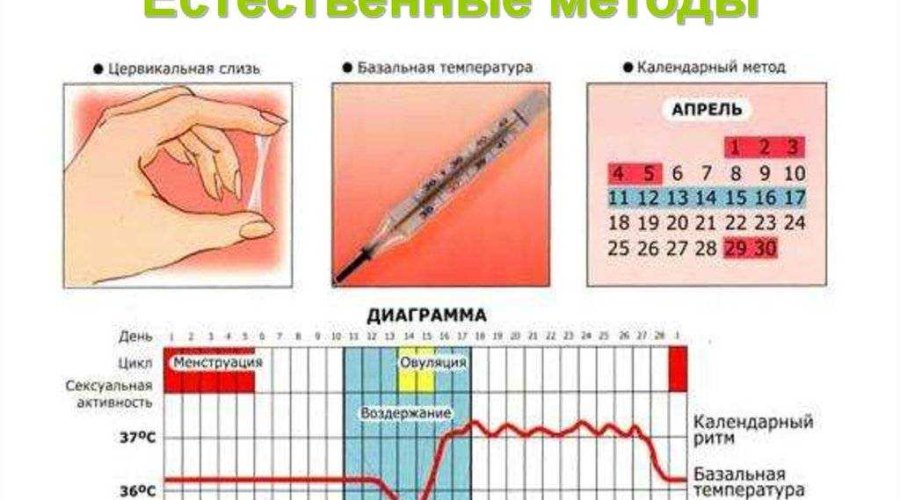 Признаки овуляции: методы определения и вычисления