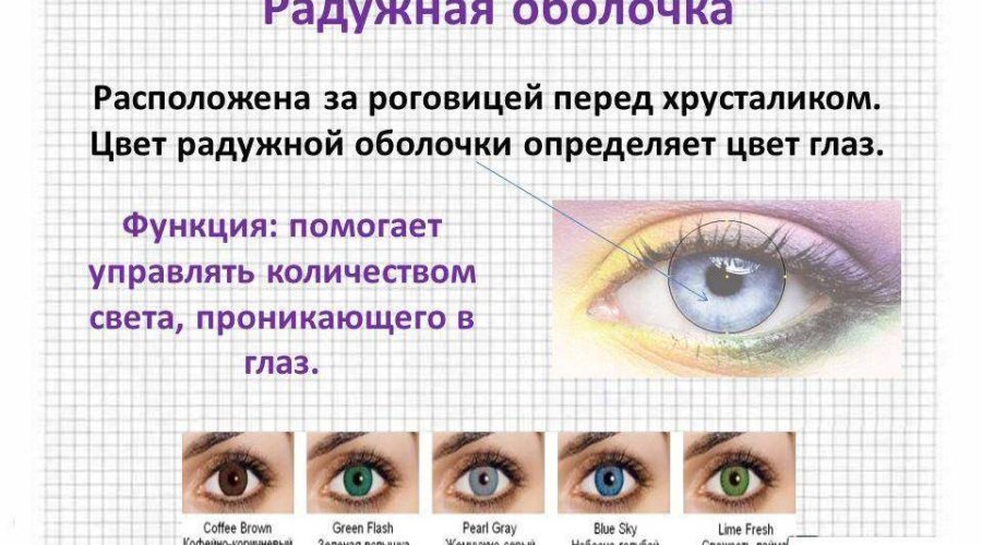 Радужная оболочка глаз: структура, функции, возможные нарушения