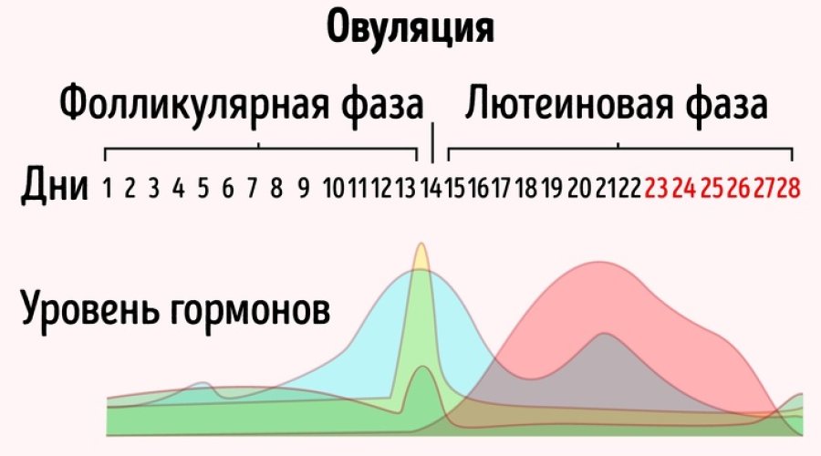 Расчет фолликулярной фазы и определение овуляции: подробное руководство