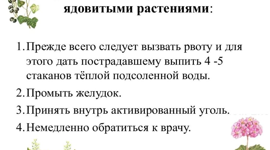 Ребенок отравился ядовитым растением — как справиться с ситуацией