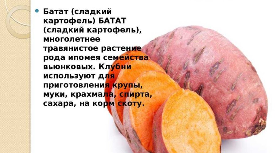 Сладкий картофель: полезные свойства и использование батата