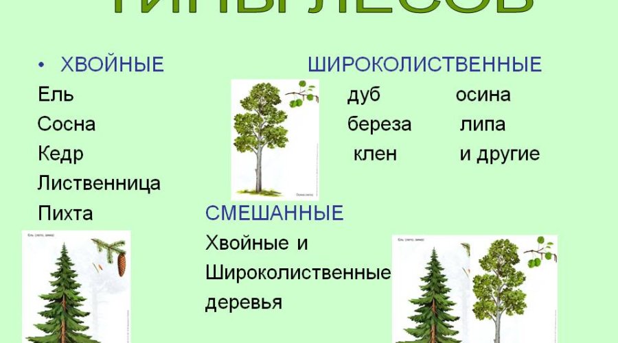 Виды лесов: описания и отличия