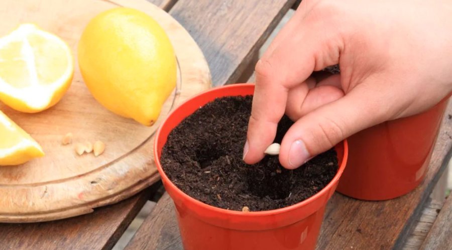 Выращивание лимона из косточки: эффективные советы и секреты