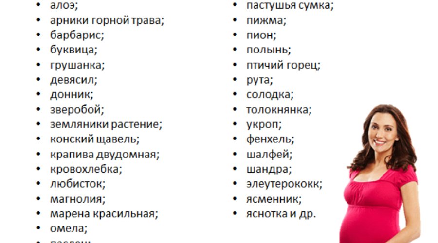 Запретные травы на ранних и поздних сроках беременности